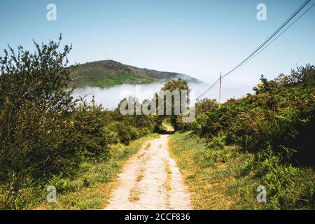 percorso in pietra circondato da alberi alti nelle foreste di Galizia con nebbia Foto Stock