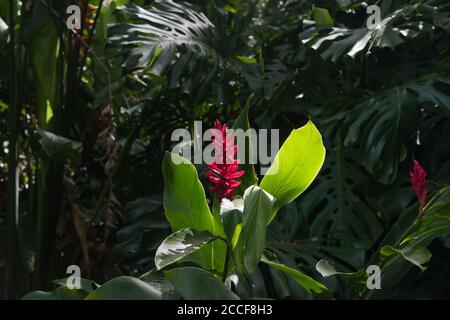 Fiore rosso hawaiano locale nell'habitat tropicale della foresta pluviale Ecologia nella valle di Waimea sull'ecologia di Oahu Foto Stock