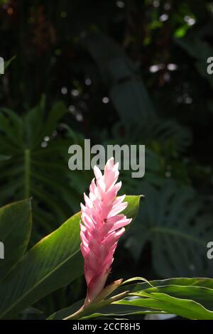 Fiore hawaiano di zenzero rosa locale nell'ecologia tropicale dell'habitat della foresta pluviale A Waimea valle su Oahu Foto Stock