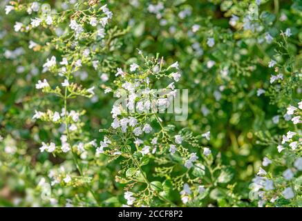 Origano, origano vulgare 'Compactum', labiato familiare, spezie, piante medicinali, vista giardino Foto Stock