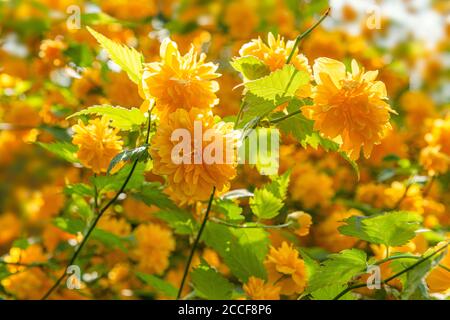 Ranunculus, Erba d'Oro Giapponese, Kerria japonica Pleniflora, Famiglia Rose, pianta ornamentale Foto Stock