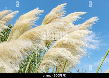 Pampas erba, Cortaderia selloana, dolce famiglia erba, soffiaggio, cielo blu Foto Stock