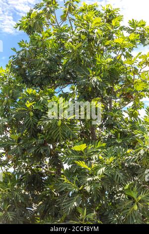 Albero di Jackfruit, (Artocarpus eterophyllus), Ivoloina, Taomasina, Tamatave, Madagascar, Africa, Oceano Indiano Foto Stock