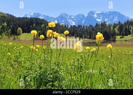 Fioritura dei fiori di campo sul Geroldsee nella frazione di Gerold contro i Monti Karwendel, Krün, Werdenfelser Land, alta Baviera, Baviera, Germa Foto Stock