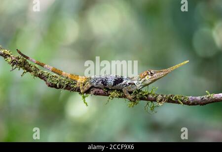 Maschio del Pinocchio Anole (Anolis proboschi) con un'estensione caratteristica simile al tronco (Proboscis), una specie di lucertola endemica che si verifica solo sul Foto Stock