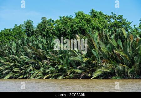 Foresta di palme di Nipa sul lungofiume, pianura del fiume Kinabatangan, Sabah, Borneo, Malesia Foto Stock