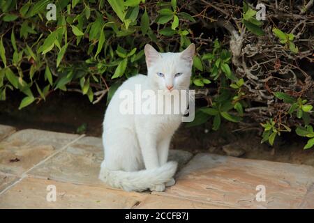 Gatto bianco si siede di fronte ad un cespuglio Foto Stock