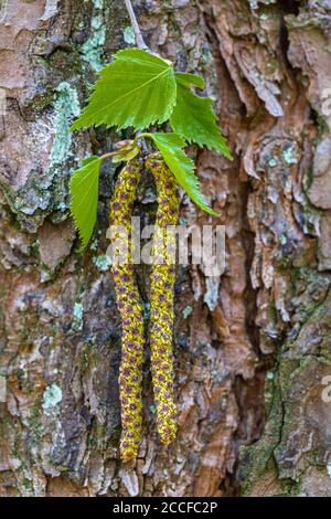 Betulla, specif. Di Betula, infiorescenza, dettaglio, foresta ancora vita Foto Stock