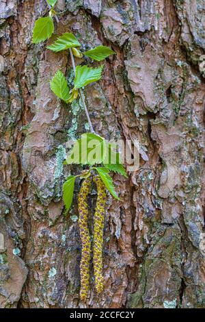 Betulla, specif. Di Betula, infiorescenza, dettaglio, foresta ancora vita Foto Stock