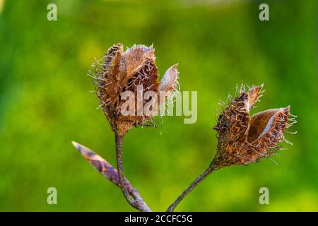 Buchecker, giovane e vecchio Foto Stock