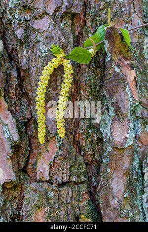 Betulla, specif. Di Betula, infiorescenza, dettaglio, foresta ancora vita Foto Stock