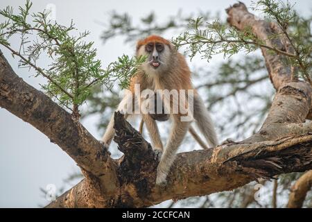 La femmina della scimmia di Patas foraging su un albero con il bambino in tubk. Foto Stock