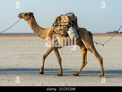 Un dromedario in una carovana trasporta le lastre di sale di roccia sopra il lago salato di Assale (lago di Assale), la depressione di Danakil, la regione di Afar, Etiopia Foto Stock