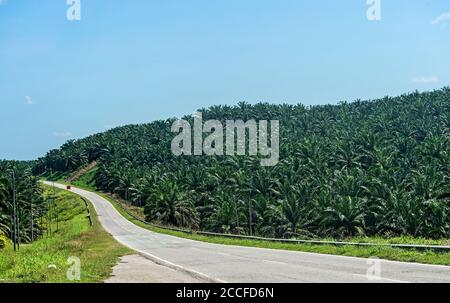 Piantagione commerciale di palme da olio, Sabah, Borneo, Malesia Foto Stock