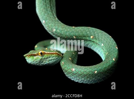 Vipera venomous, Tropidolaemus subannulatus, famiglia Viper (Viperidae), Danum Valley Conservation Area, Sabah, Borneo, Malesia Foto Stock