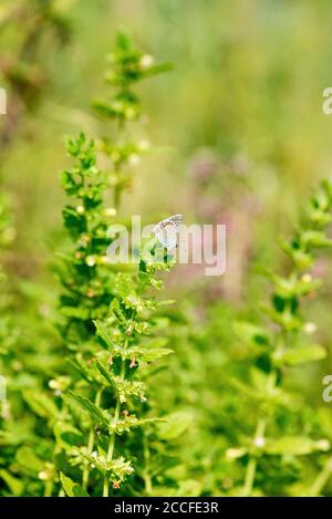 Il balsamo al limone in natura è visitato da Vogelwicken-Bläuling Foto Stock