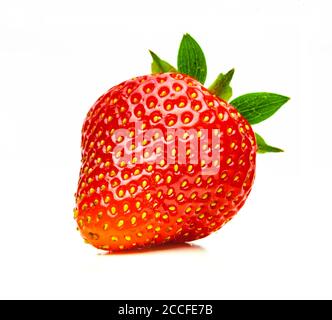 Fragola raccolta di fresco isolata su sfondo bianco Foto Stock