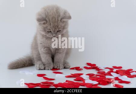 Gatto britannico shorthair, colore fumoso. Piccolo gattino carino è seduto accanto al cuore. L'amore di un animale domestico. Foto Stock