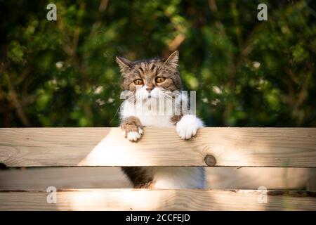 tabby gatto bianco che sale su recinto di legno di cumulo di composto all'aperto in giardino Foto Stock