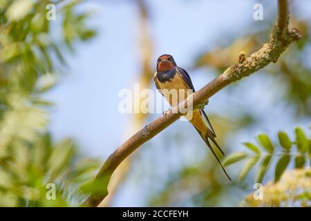 Ingoiare, deglutire il fienile, irundo rustica, seduto Foto Stock