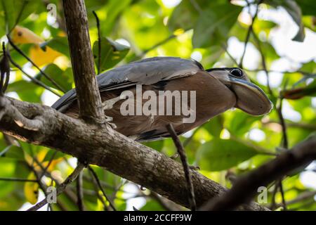 Airone fatturato in barca (Cochlearius coclearius) a San Blas, Messico Foto Stock