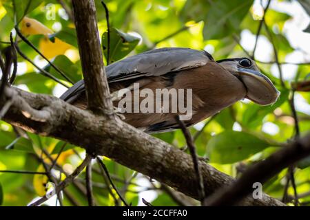 Airone fatturato in barca (Cochlearius coclearius) a San Blas, Messico Foto Stock