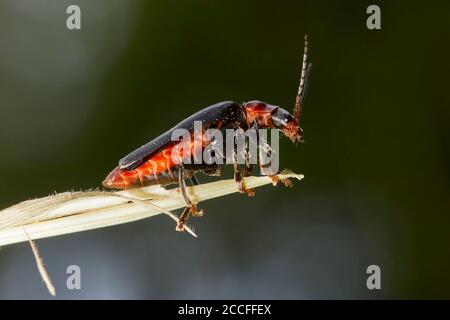 Comune scarabeo morbido, Cantharis fusca Foto Stock