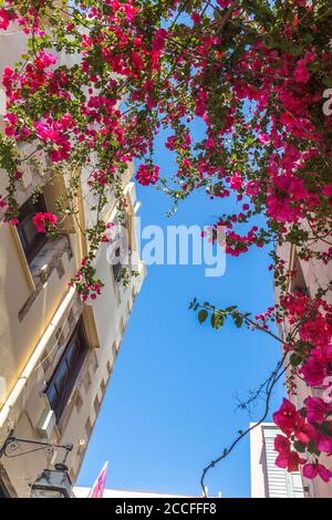 Fiori colorati nelle strade luminose della città vecchia di Rethymno, Creta settentrionale, Grecia Foto Stock