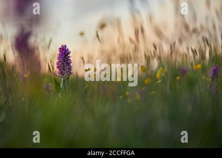 Orchidea a foglie larghe, Dactylorhiza majalis, prato Foto Stock