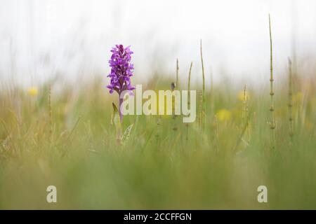 Orchidea a foglie larghe, Dactylorhiza majalis, prato Foto Stock