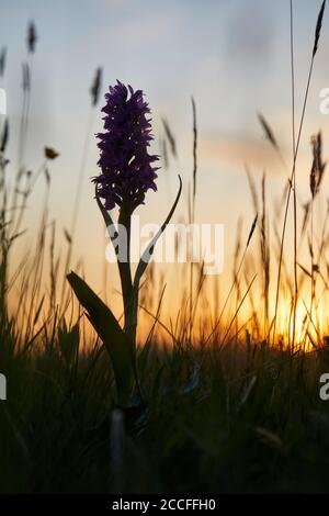 Orchidea a foglie larghe, Dactylorhiza majalis, prato Foto Stock