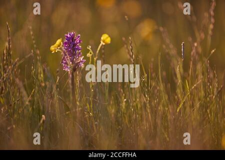 Orchidea a foglie larghe, Dactylorhiza majalis, prato Foto Stock