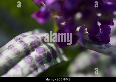 Orchidea a foglia larga, Dactylorhiza majalis, foglia, dettaglio Foto Stock