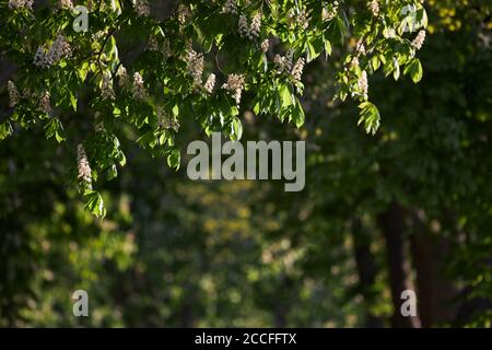 Castagno, fiori Foto Stock