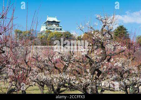 Osaka, Giappone - Prunus mume fiorisce al Parco del Castello di Osaka, in Giappone. Un famoso luogo turistico. Foto Stock