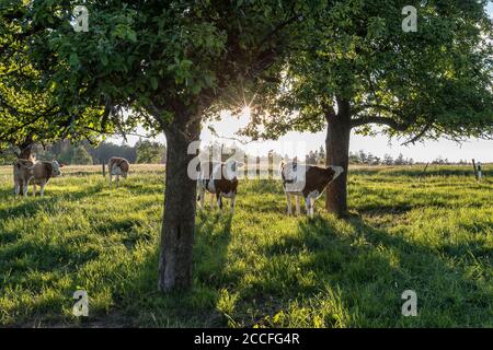 Güttersbach, Mossautal, Hessen, Germania. Mucche in un pascolo vicino a Güttersbach. Foto Stock