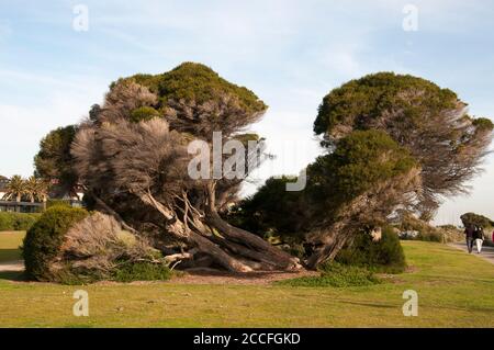 Ti-tree maturo e gnarled sul litorale di Port Phillip Bay a Brighton, Melbourne, Australia Foto Stock