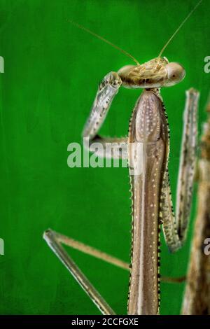 Una macro immagine di una mantide in preghiera su un verde sfondo con sovrapposizione trama Foto Stock