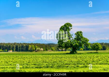 Germania, Baviera, alta Baviera, Tölzer Land, Dietramszell, Baiernrain distretto, paesaggio primaverile contro catena alpina Foto Stock