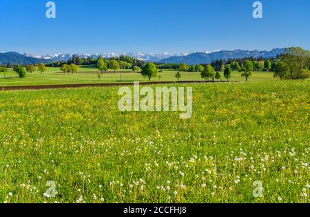 Germania, Baviera, alta Baviera, Tölzer Land, Dietramszell, Lochen distretto, paesaggio primaverile contro catena alpina Foto Stock