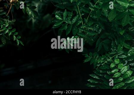 Lussureggiante cespugli tropicali verdi foglie sfondo scuro Foto Stock