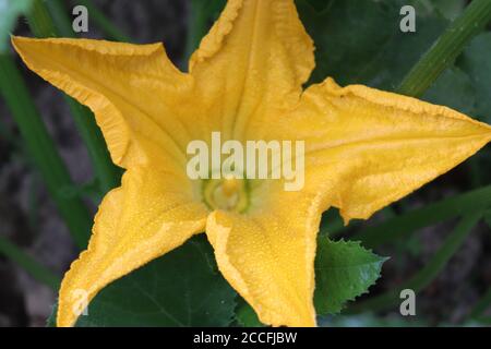 Bel fiore giallo di zucchine nel lat giardino a forma di stella. Cucurbita pepo Foto Stock