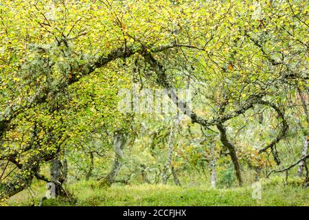 Betulla argentata (Betula pendula) woodland fine estate - vista all'inizio dell'autunno che mostra le foglie che girano da verde a giallo Foto Stock