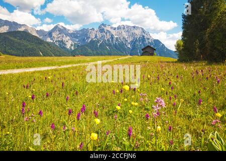 Orchidee a foglia larga su un prato bagnato, prati umpback vicino a Mittenwald Foto Stock