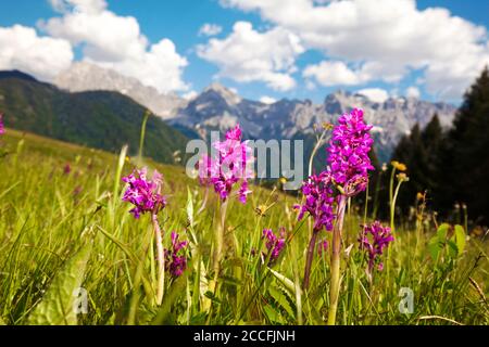 Le orchidee dalle foglie larghe sui pascoli vicino a Mittenwald Foto Stock