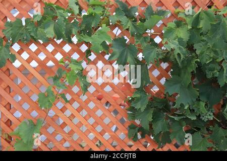 Vitigno sano con uva bianca che sale su un muro di legno Foto Stock