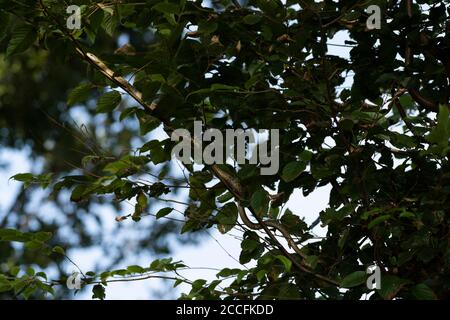 Giovane serpente di ratto giapponese (Elaphe climacophora) su albero, Isehara Città, Prefettura di Kanagawa, Giappone Foto Stock