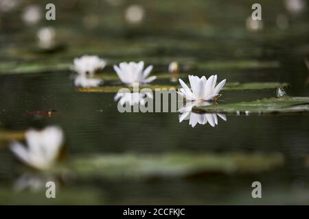 Giglio d'acqua bianco, Ninfea alba, fiori Foto Stock