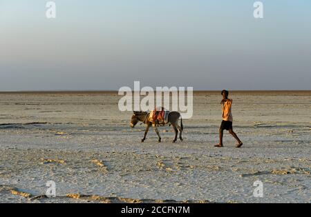 Pastore con asino sul lago salato secco Assale, Valle Danakil, Regione Afar, Etiopia Foto Stock