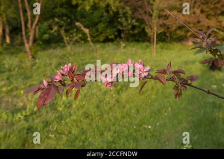 Primavera fioritura Pink Blossom su un albero di granchio Apple (Malus x robusta 'Red Sentinel') in un frutteto in un Country Cottage Garden in Devon Rurale, Inghilterra Foto Stock